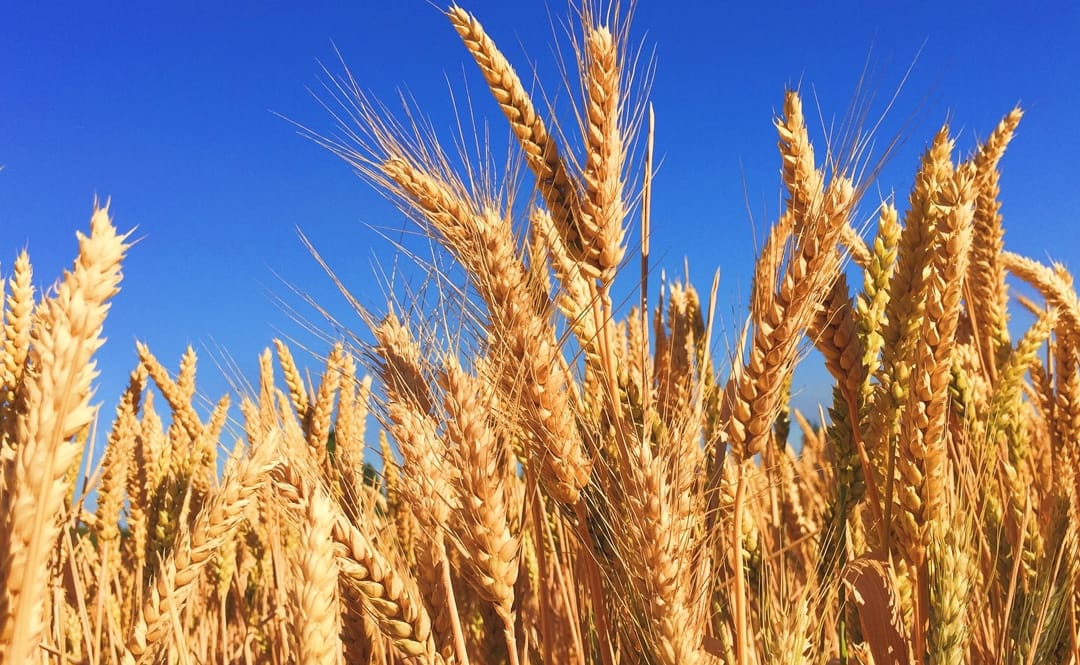 How healthy is genetically modified food