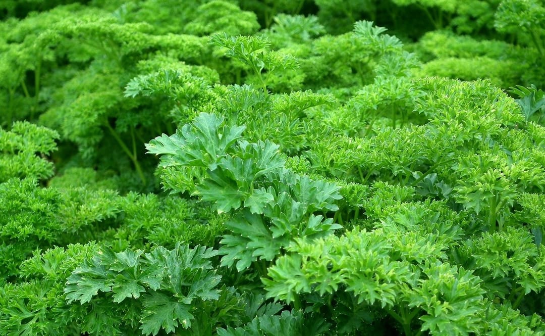 Parsley – The versatile medicinal herb