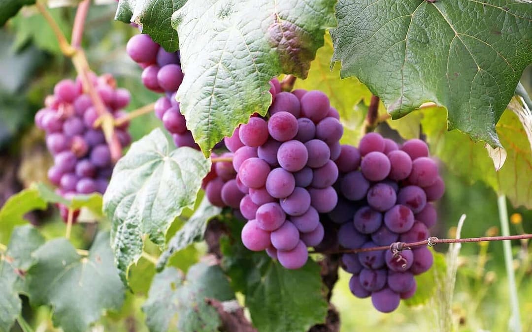 Are grapes healthy super fruits
