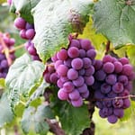 Are grapes healthy super fruits? Are grapes healthy super fruits