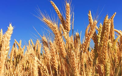 How healthy is genetically modified food?