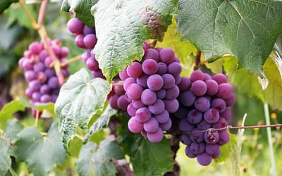 Are grapes healthy super fruits?